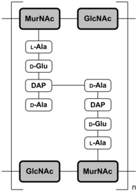 Abb. 2a: Schematische Darstellung der Mureinschicht von gramnegativen Bakterien am Beispiel von Escherichia coli[12] MurNAc = N-Acetylmuraminsäure; GlcNAc = N-Acetylglucosamin; DAP = Diaminopimelinsäure