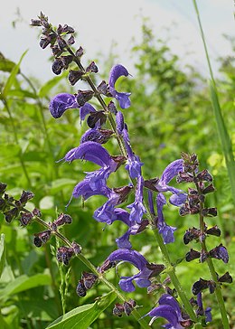 Mezei zsálya (Salvia pratensis)