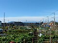 Vegetable plots near Midori-ga-oka neighborhood