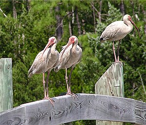 American White Ibis