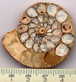 La section d’une ammonite cristallisée. (définition réelle 1 072 × 1 156*)