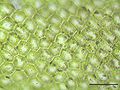 Chiloscyphus pallescens, a leafy liverwort