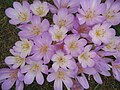 Colchicum ×byzantinum