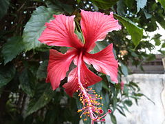 Hibiscus flower