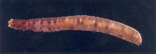 Holothuria surinamensis