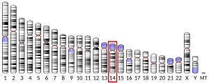 Chromosome 14 humain