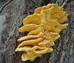 Valgomoji geltonpintė (Laetiporus sulphureus)