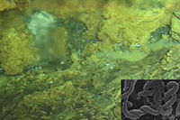 緑色の密生したバイオフィルムで全面を覆われた、ぬるぬるした岩。挿入写真にはきつい螺旋に巻かれたバクテリアを示す。