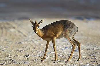 Une femelle de dik-dik de Kirk. (définition réelle 3 859 × 2 573)