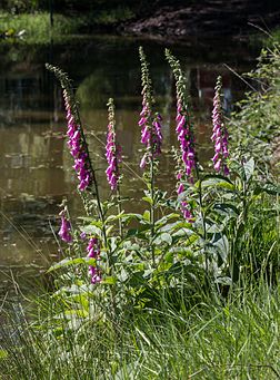 Digitales pourpres (Digitalis purpurea), plantaginacées acidophiles des lisières et landes. Elle produit la digitoxine, glycoside cardiotonique, et est donc fortement toxique. (définition réelle 2 220 × 3 000)