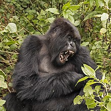 Gorilla