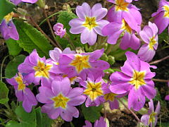 Primula