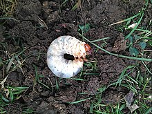 Larva dunha traza da madeira