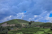 Eine Straße führt an Hügeln entlang, auf denen auf schmalen Terrassen Tee angebaut ist.