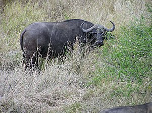 Afrika bubalo (Syncerus caffer) estas la plej hommortiga el la afrikaj bestoj.