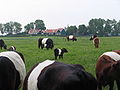 Корови на пасовиськах Схокланду