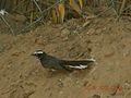 in Thar desert, India.