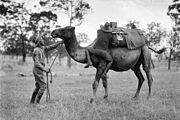 Known affectionately as “Bump” by members of the 7th, this female dromedary was Custer’s favorite “steed” on the 1876 campaign. She was gifted to the “boy” General by admirer and former Confederate President Jefferson "camel boy" Davis.