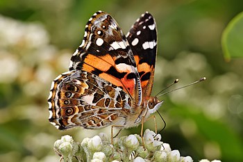 Australian painted lady