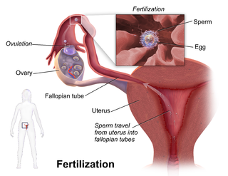 Fertilization.