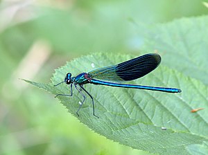 Calopteryx splendens