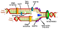 שכפול DNA