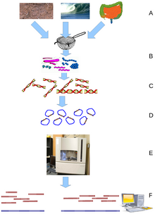 Екологічна метагеноміка (Environmental Shotgun Sequencing (ESS))