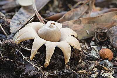 Geastrum triplex