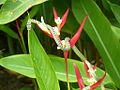 Image 41Golden tree snake climbing a flower (from Snake)