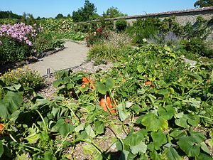 Potager du jardin du château de La Bussière.