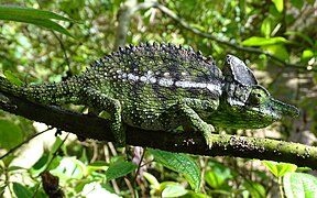 Labord's chameleon at Peyrieras Reptile Reserve