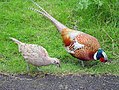 Ring-necked Pheasant