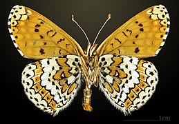 △ Melitaea cinxia ventral