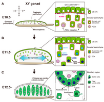 Morfologische verandering en somatische celdifferentiatie tijdens de geslachtsbepalingsperiode, van het bipotentiële gonadale primordium op E10.5 tot de gedifferentieerde teelbal op E12.5. sex cords=geslachtsstrengen. mesonephros=oernier.