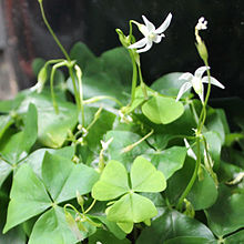 Feuilles vertes et fleurs blanches d'une oseille des bois.