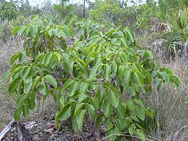 Metopium toxiferum