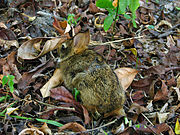 Brown rabbit