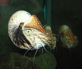 Nautilus