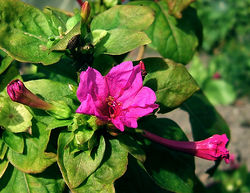 Mökinihmekukka (Mirabilis jalapa)