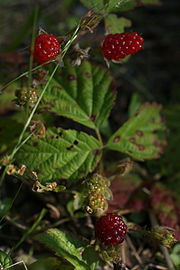 Berries