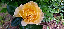 A bright yellow rose in Radovanu, Romania (photo taken in May 2024)