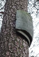 Bat box at Müggelberge, Berlin, Germany 52°24′48.6″N 13°37′41.16″E﻿ / ﻿52.413500°N 13.6281000°E﻿ / 52.413500; 13.6281000