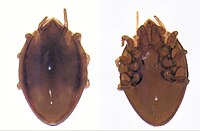 Specimen of Uroobovella (Mesostigmata, Urodinychidae)