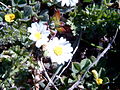 Trivialname (Bellis spp.)