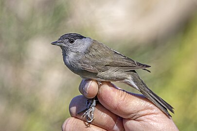 ringed male, Malta