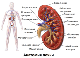 Почки расположены в забрюшинном пространстве; в результате фильтрации крови в нефронах (микроскопических структурно-функциональных единицах почки) выделяется моча