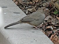 In San Diego, California