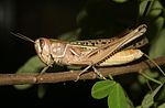 Femella Cataloipus cymbiferus dels Eyprepocnemidinae