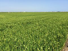 Champ de riz près de Sueca en juillet