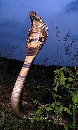 Gleraugnaslanga (Naja naja)